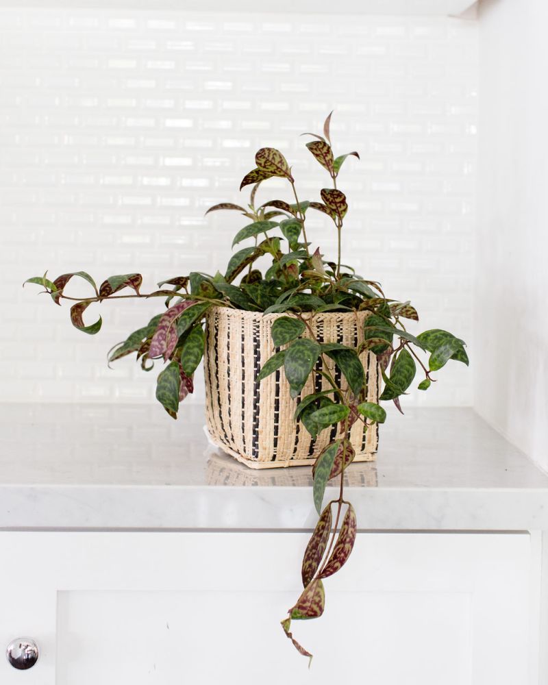 Lipstick Black Pagoda Plant
