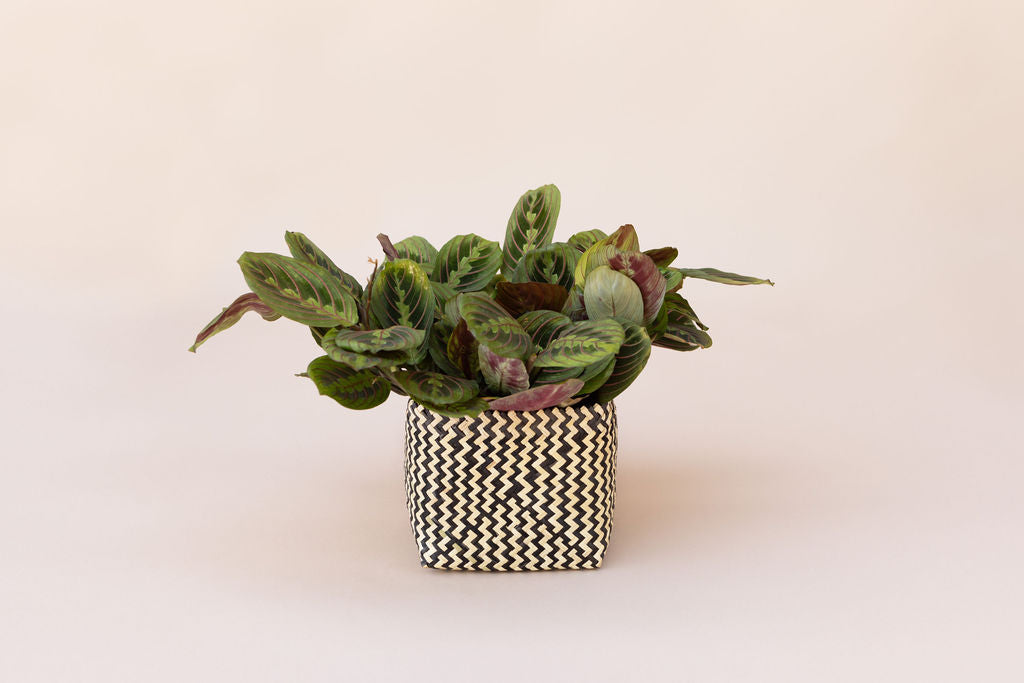 6" Maranta Prayer Plant Basket